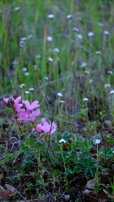 DSCF6432.JPG