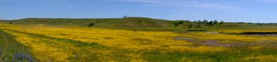 Super Blooms At Shell Creek Road (off of Carissa Hwy 58) DSCF1059.JPG