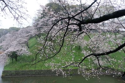 DSCF0130.JPG