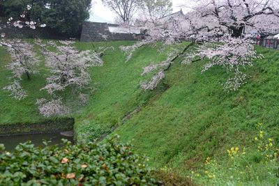 DSCF0135.JPG