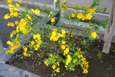 DSCF0161.JPG