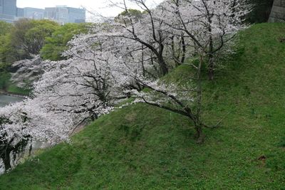 DSCF0171.JPG