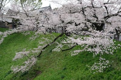 DSCF0172.JPG