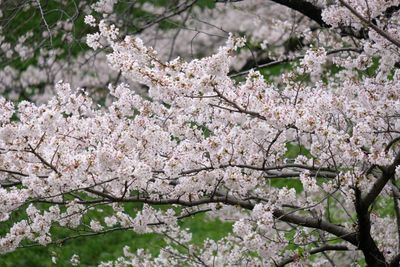 DSCF0173.JPG