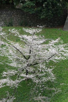 DSCF0174.JPG