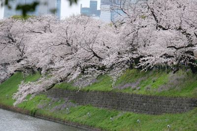 DSCF0179.JPG
