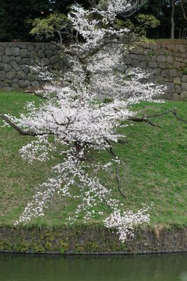 DSCF0197.JPG