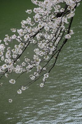 DSCF0200.JPG