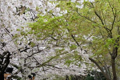 DSCF0209.JPG
