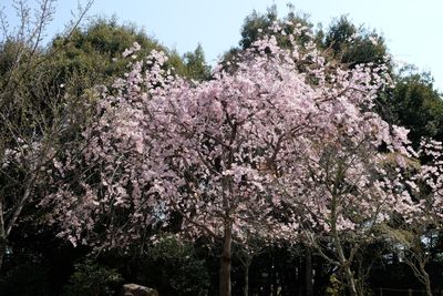 DSCF0259.JPG