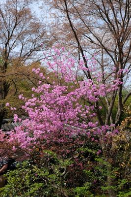 DSCF0268.JPG