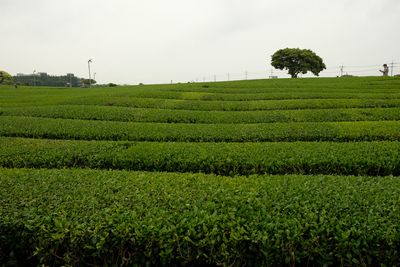 Tea Plantation (DSCF0454.JPG)