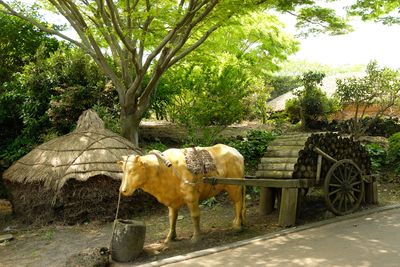 DSCF0622.JPG