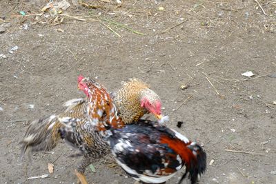 Chicken Fight (DSCF2253.JPG)