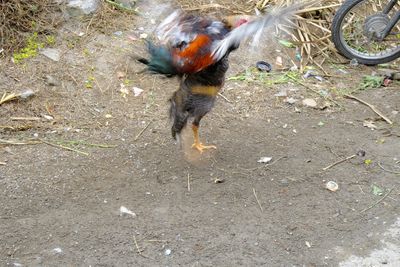 DSCF2254.JPG