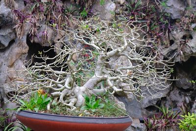 DSCF2581.JPG