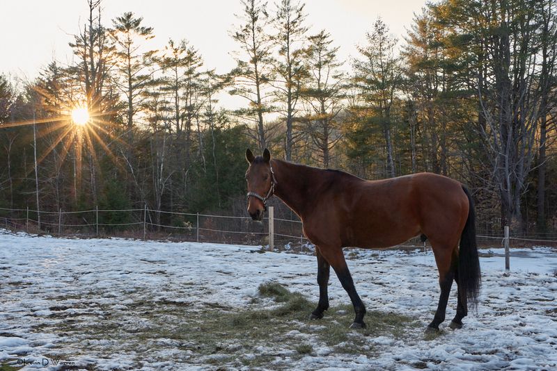 Afternoon Hay