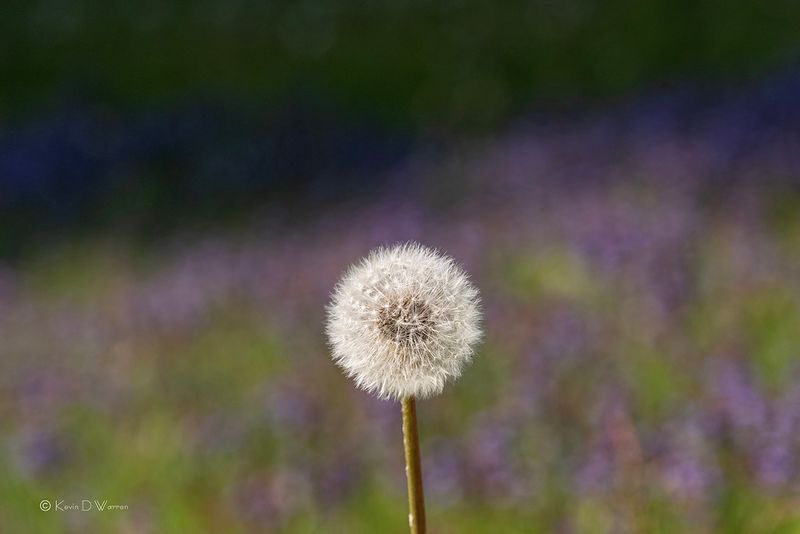 Puffball