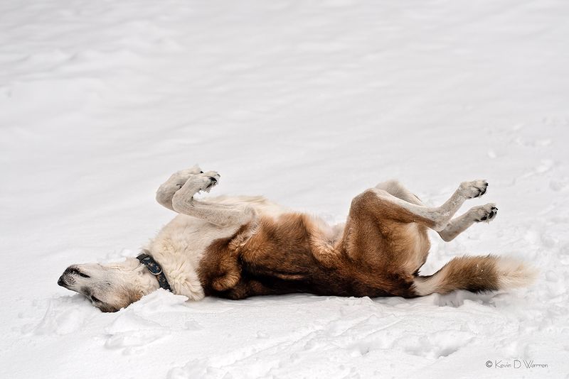 Memory Foam