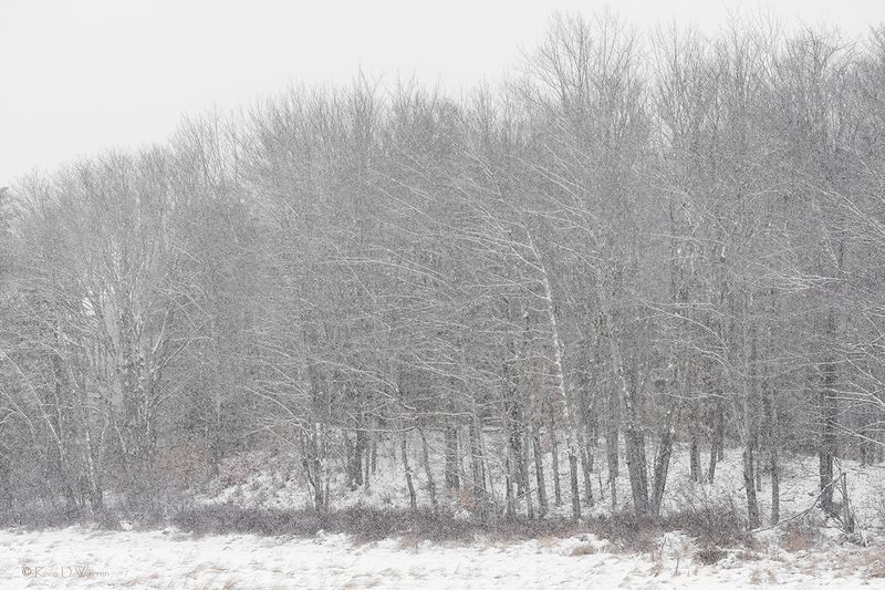 Shivering TImber
