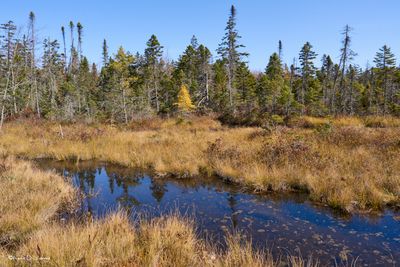 Moose Country