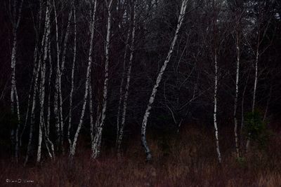 Silent Dance