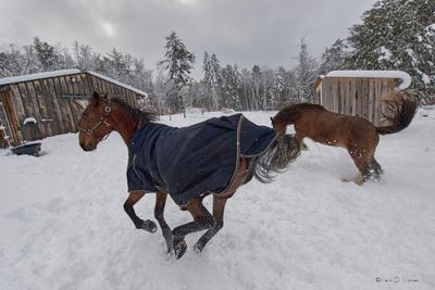 Dasher & Dancer