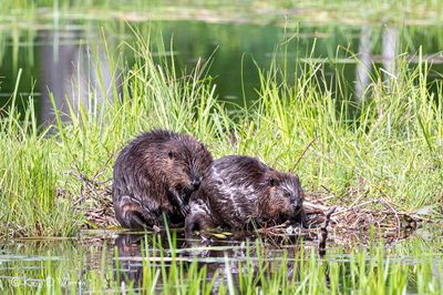 Beavers