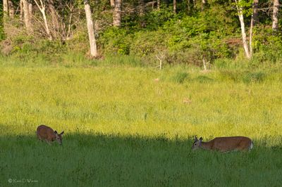 Summer Deer