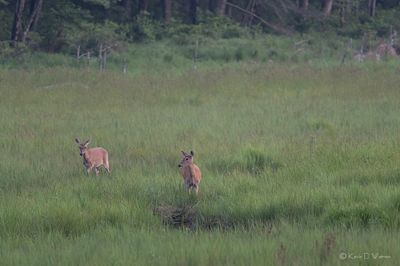 A Bog's Life