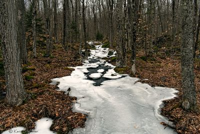 The White Carpet