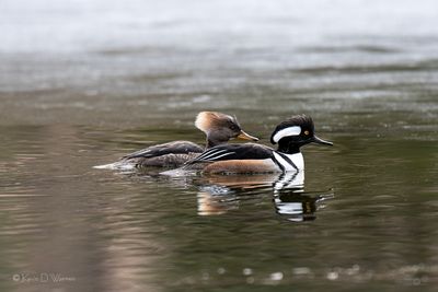 Hooded Merganser Pair