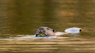 Hungry Beaver
