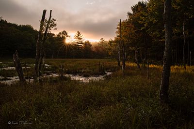Beaver Pond Sunrise