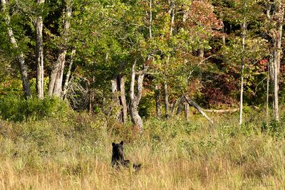 Young Mama Bear & Cub