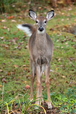 Young Visitor