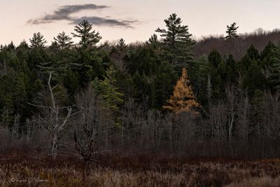 Tamarack