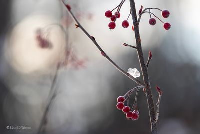 Late Berries