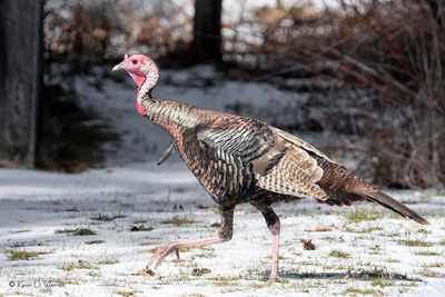 No Spring Chicken
