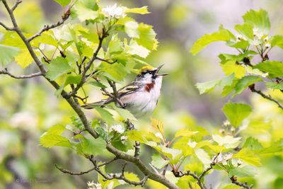 The Hawthorn Singer