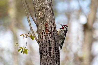 Yellow-bellied Sapsucker