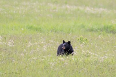Spring Forage