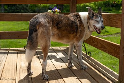 Baldr