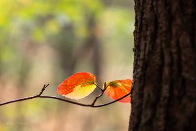 Autumn 2025