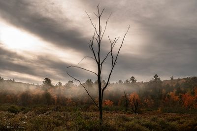 A Morning After Rain