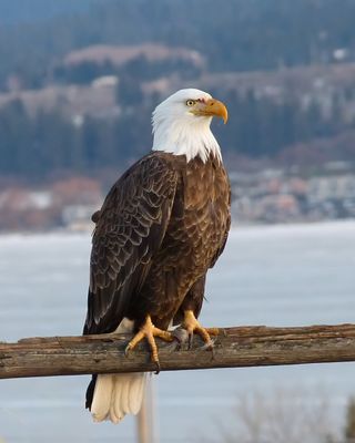 Eagle on Fence 2.jpg