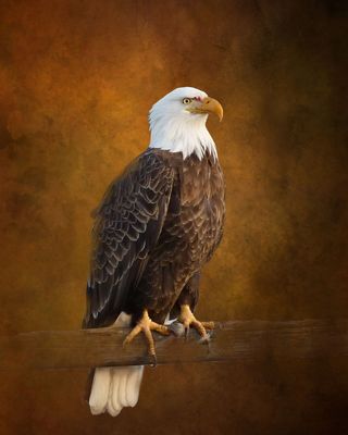 Eagle on Fence.jpg