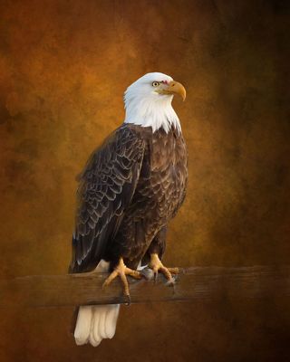 Eagle on Fence.jpg