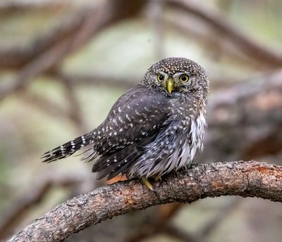Northern Pygmy owl
