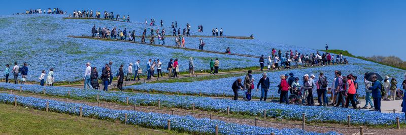 Hitachi Seaside Park, Hitachinaka